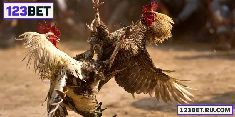 Đá Gà Thomo – Trường Gà Uy Tín Bậc Nhất Xứ Campuchia